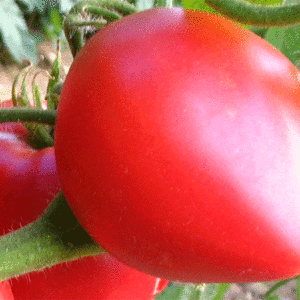 pink oxheart tomato