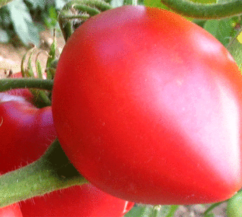 Tomato – Oxheart Pink