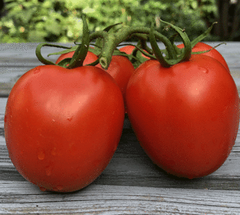 Tomato – Rio Grande Red