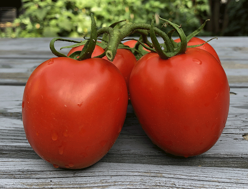 Growing heirloom tomatoes in Canada
