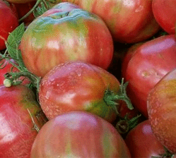 Tomato – Sorrentino Pink
