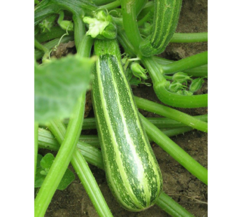 Squash – Zucchini Striped Valery Grimpant