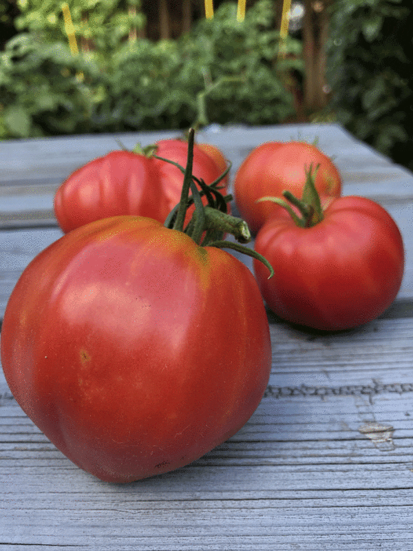 tomato oxheart pink