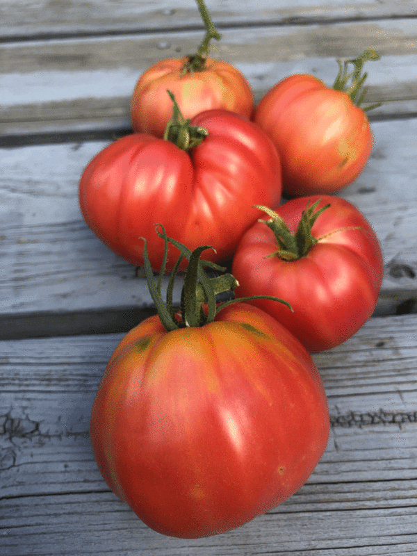 tomato oxheart pink