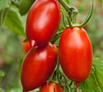 Tomato – Amish Paste