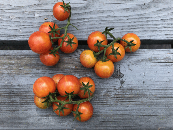 nicolor cherry tomato