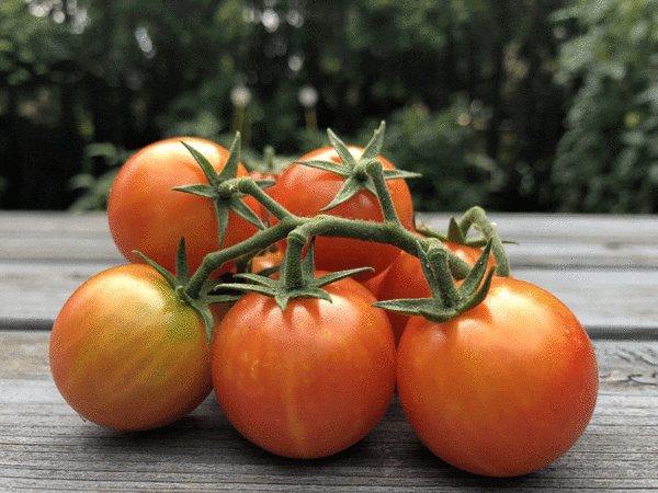 nicolor cherry tomato