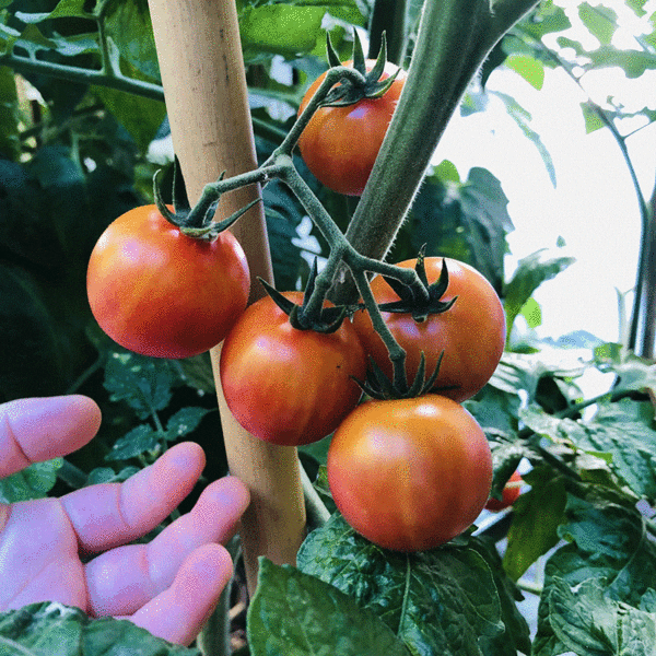 bicolor cherry tomato