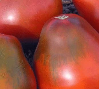 Tomato – Black Pear