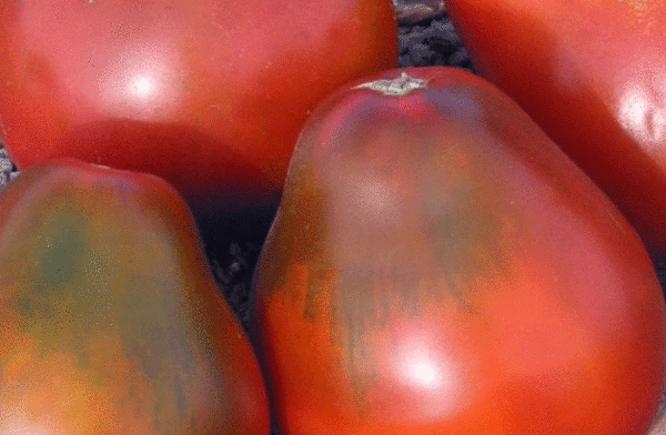 black pear tomato