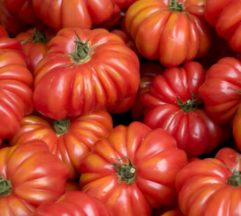 Tomato – Costoluto Genovese