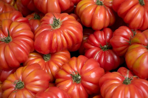 costoluto genovese tomato