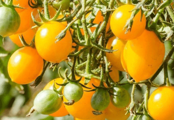gold nugget cherry tomato