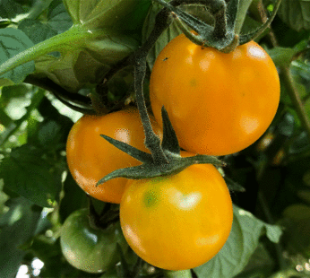 Tomato – Cherry – Gold Nugget