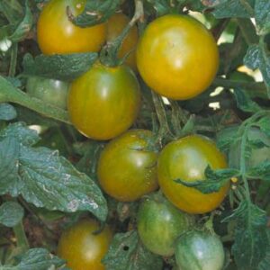green grape tomato