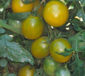 Tomato – Cherry – Green Grape