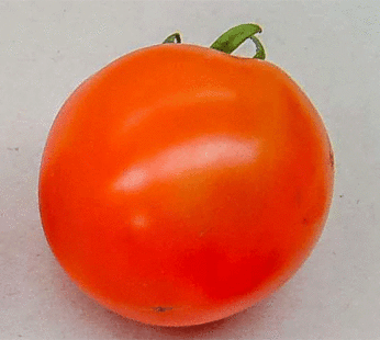 Tomato – Manitoba