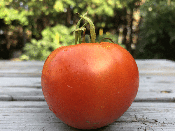manitoba tomato