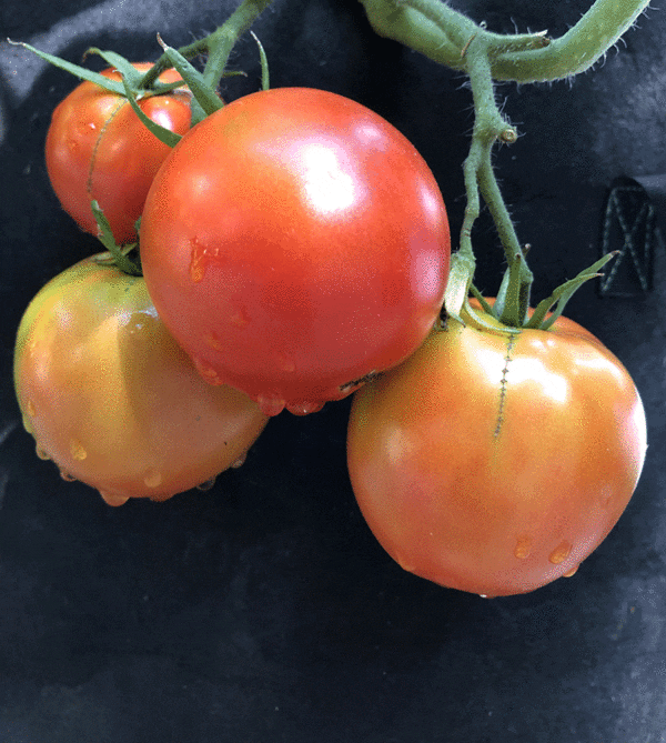 manitoba tomato