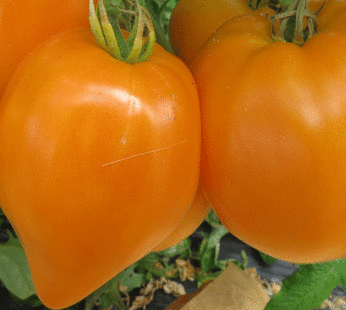 Tomato – Oxheart Orange