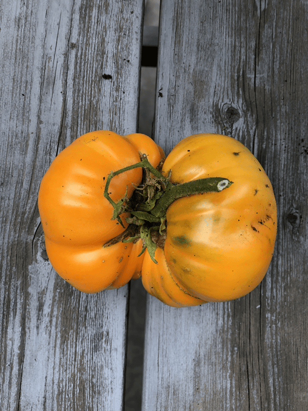 persimmon tomato