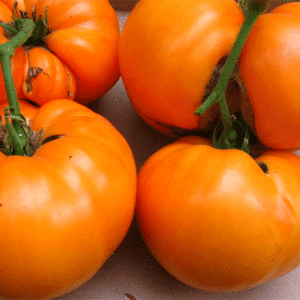 persimmon tomato