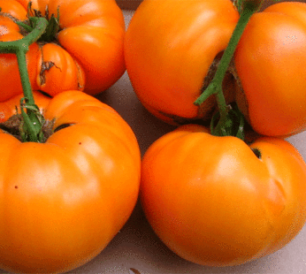Tomato – Persimmon