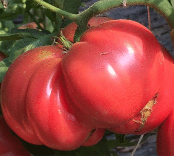 Tomato – Brandywine Pink