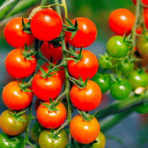 small red cherry tomato