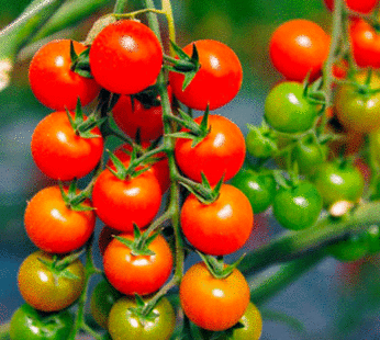 Tomato – Cherry – Small Red Cherry