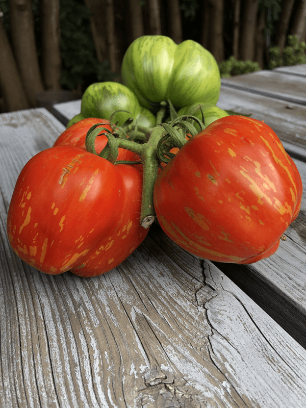 stuffer striped tomato