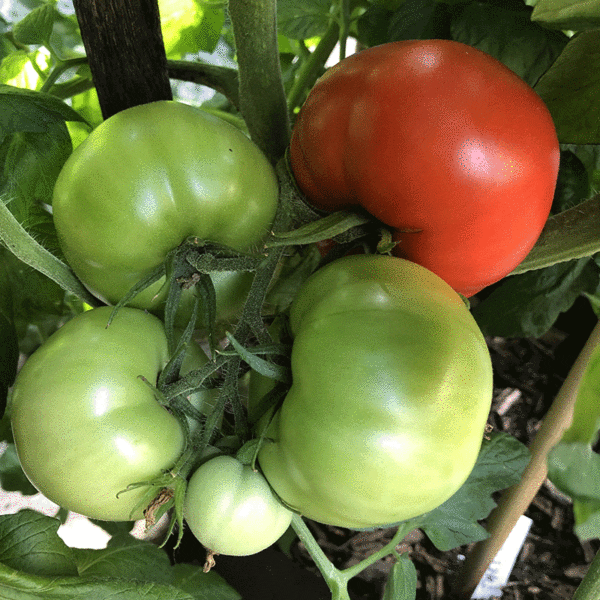 thessaloniki tomato