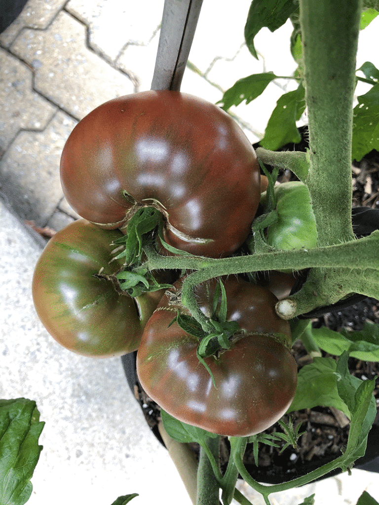 Tomato Cherokee Purple seeds Heirloom Seeds Canada