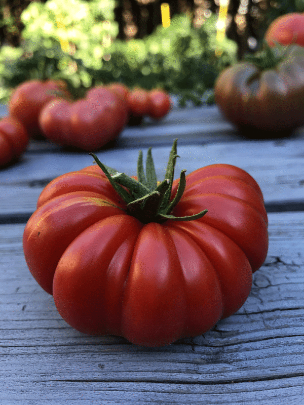 tomato costoluto genovese