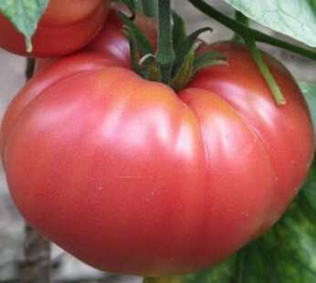 Tomato – German Johnson