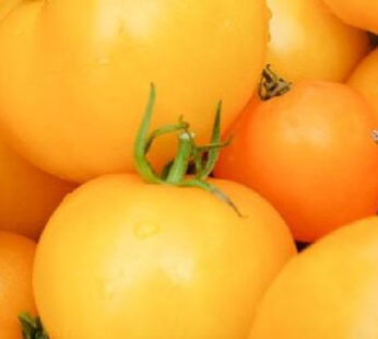 Tomato – Golden Jubilee