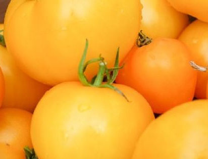 tomato jubilee golden queen