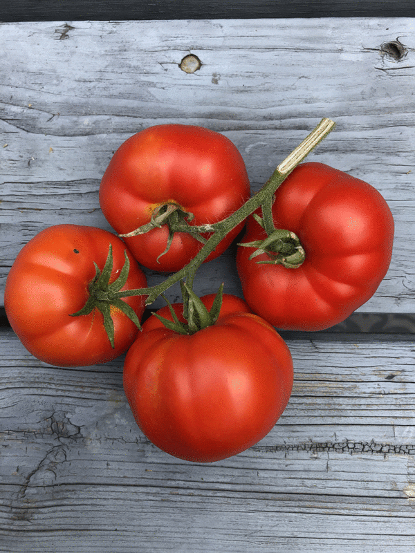 tomato sub arctic plenty
