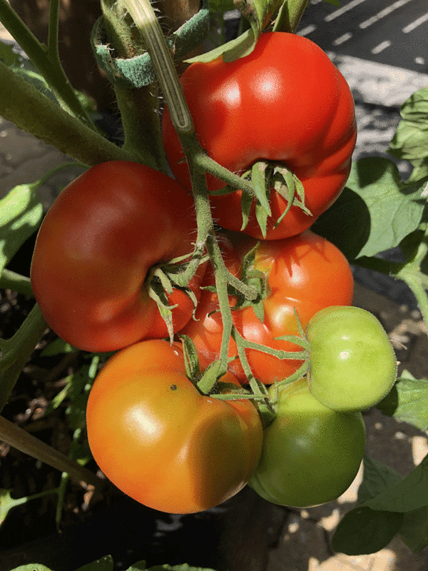 tomato sub arctic plenty