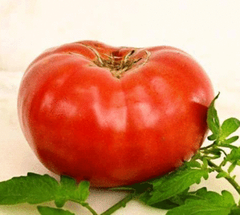 Tomato – Watermelon Beefsteak