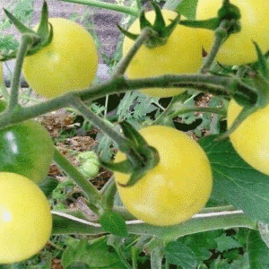 white cherry tomato