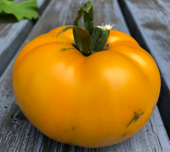 Tomato – Brandywine Yellow