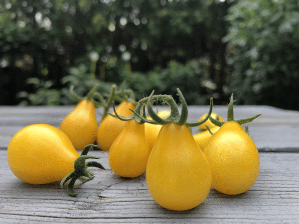yellow pear tomato