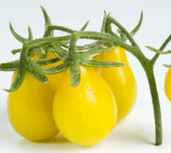 Tomato – Yellow Pear