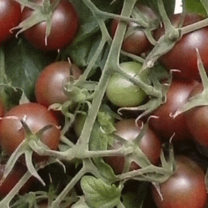brown cherry tomato