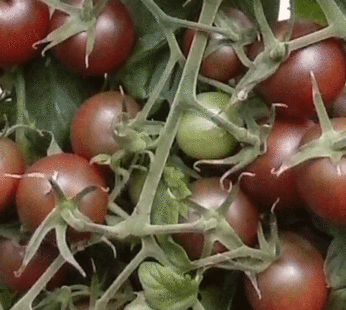 Tomato – Cherry – Brown Berry