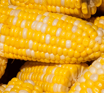 Corn – Honey & Cream