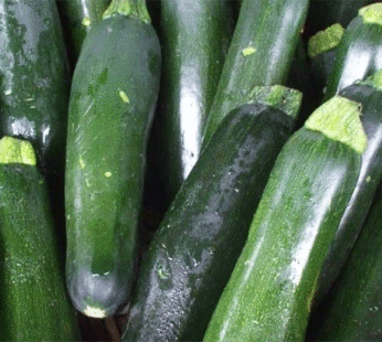 Squash – Zucchini Dark Green