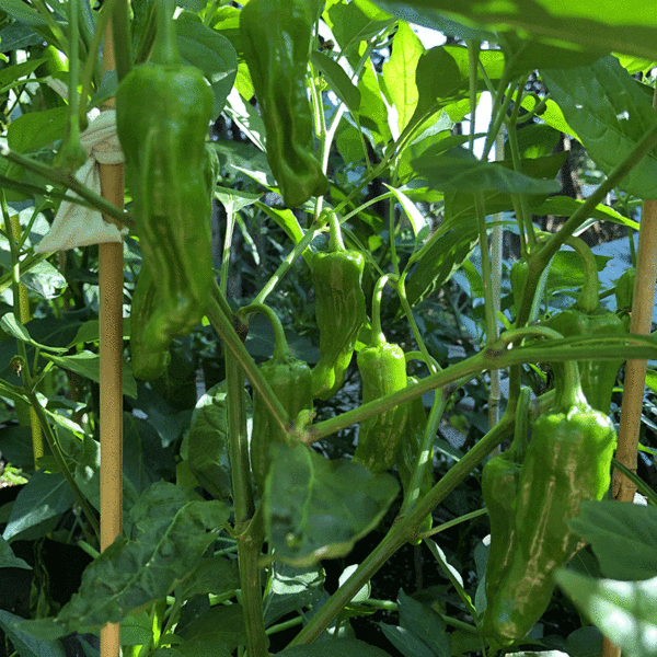Hot Pepper Pepperoncini Seeds Heirloom Seeds Canada