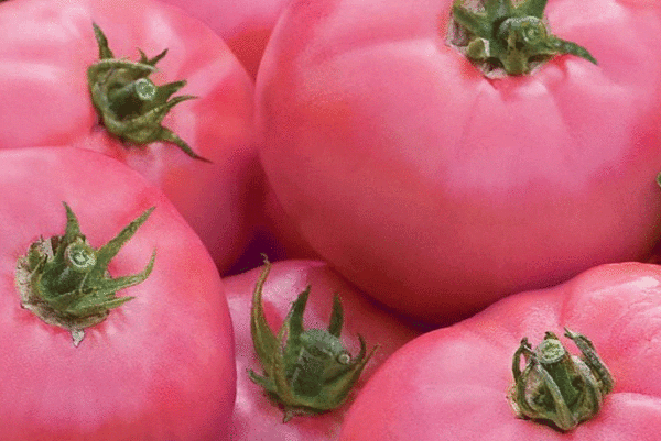 ponderosa pink tomato